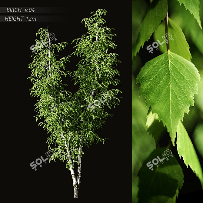 Elegant Birch Tree Mural 3D model image 9