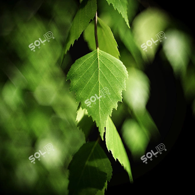 Elegant Birch Tree Mural 3D model image 11