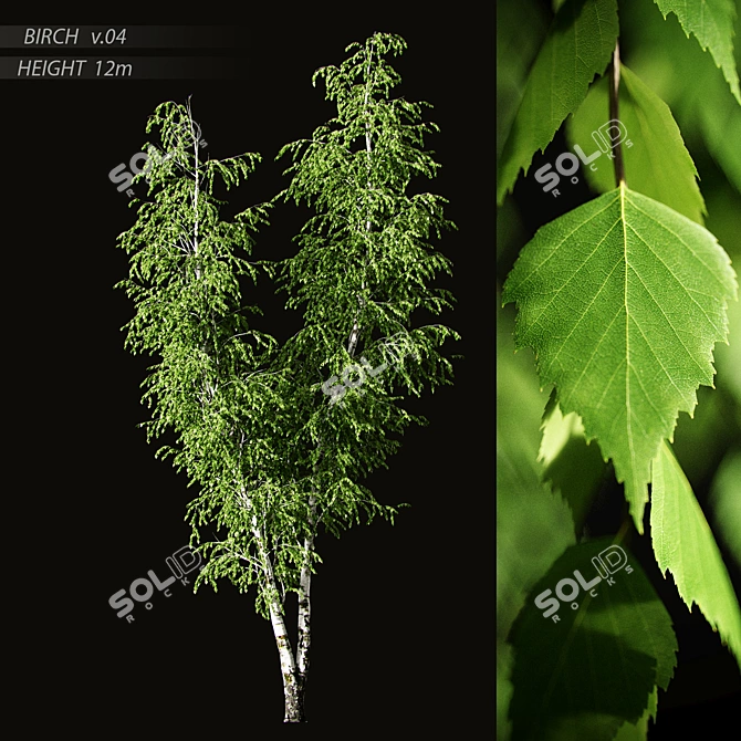 Elegant Birch Tree Mural 3D model image 16