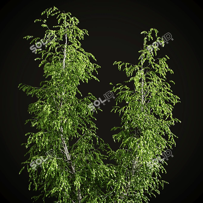 Elegant Birch Tree Mural 3D model image 1