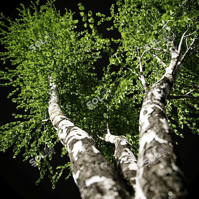 Birch v. 05 (12m) - Mesh, Textured, UV Mapped 3D model image 3