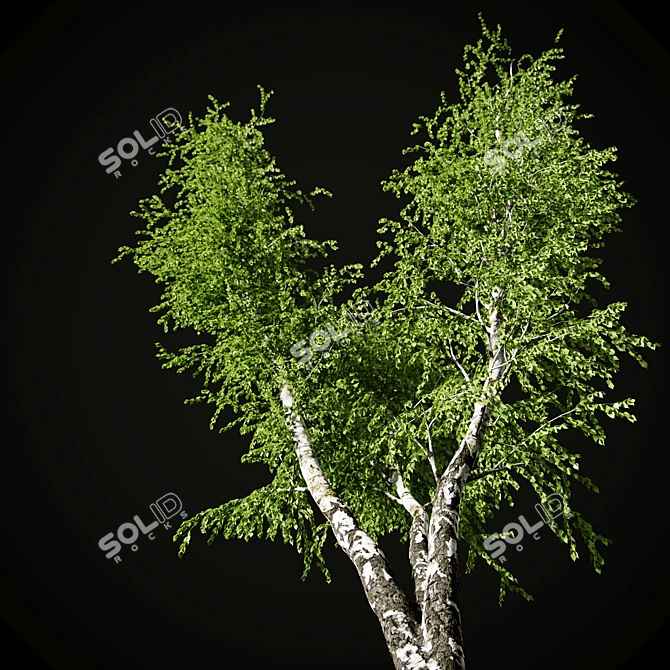 Birch v. 05 (12m) - Mesh, Textured, UV Mapped 3D model image 7