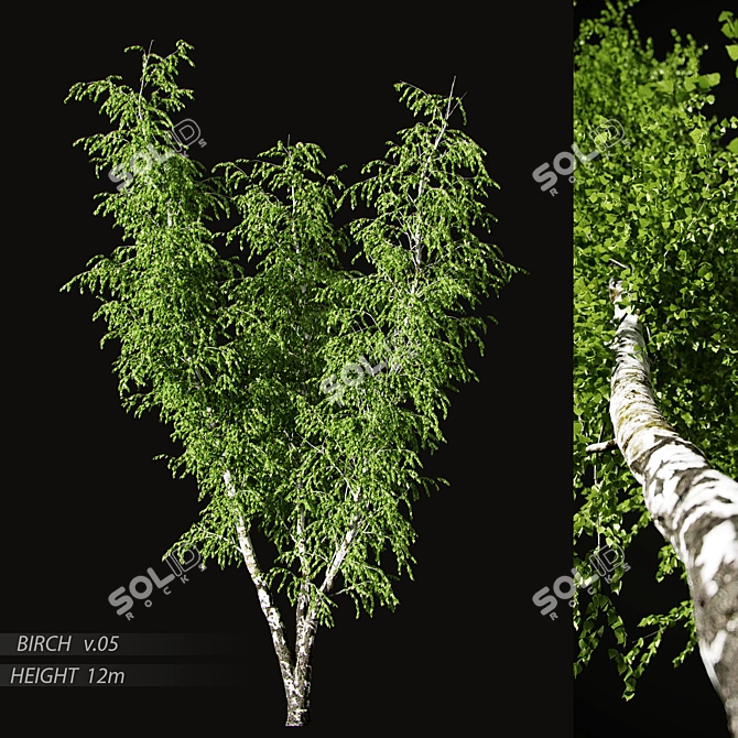 Birch v. 05 (12m) - Mesh, Textured, UV Mapped 3D model image 8