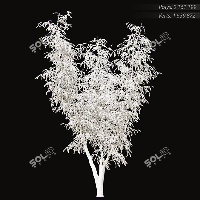 Birch v. 05 (12m) - Mesh, Textured, UV Mapped 3D model image 9