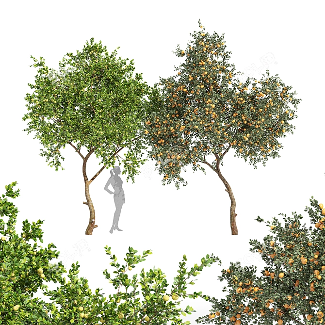 Tropical Fruit Tree Collection 3D model image 1