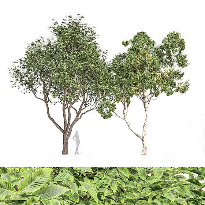 Natural Chestnut & Blue Gum Trees 3D model image 1