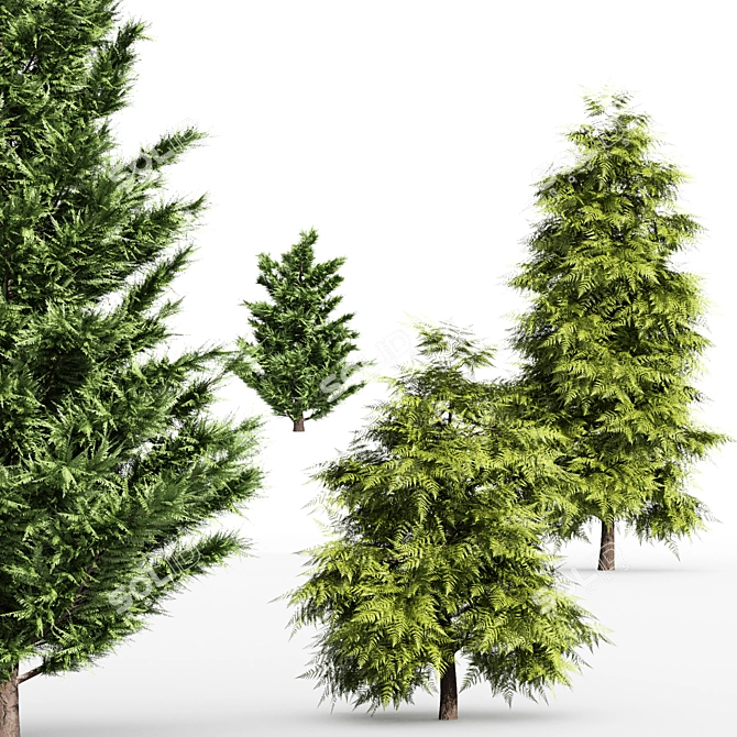 Elegant Leyland & Hinoki Cypress Trees 3D model image 2