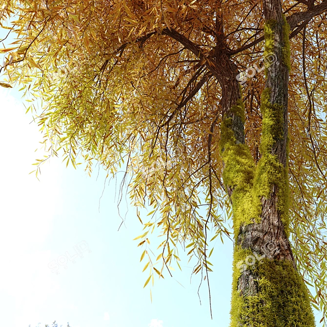 Willow Weeping Tree, Height 10m 3D model image 3