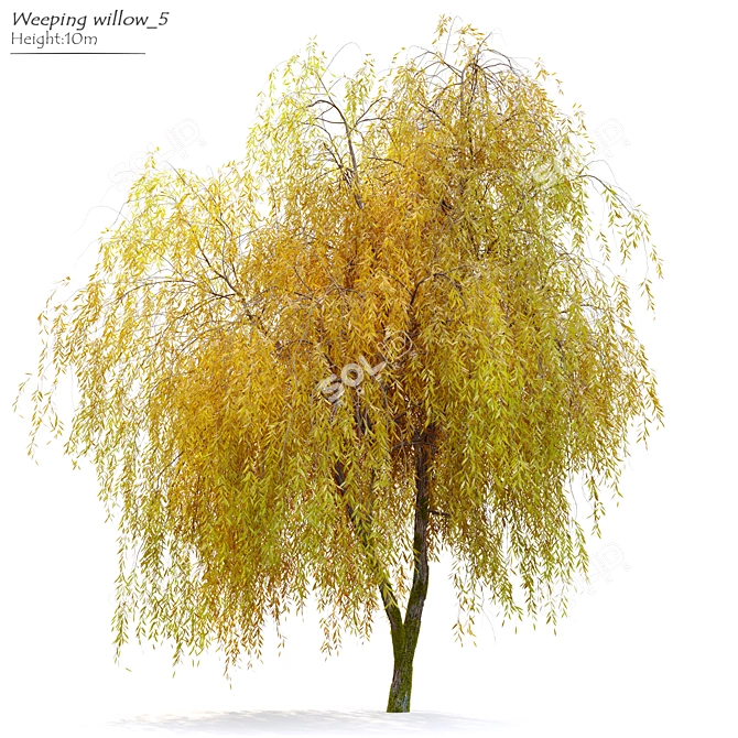 Willow Weeping Tree, Height 10m 3D model image 7