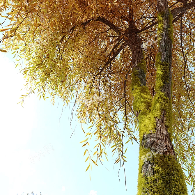 Willow Weeping Tree, Height 10m 3D model image 8