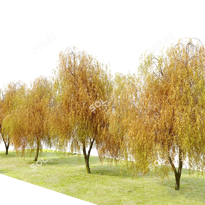 Willow Weeping Tree, Height 10m 3D model image 10