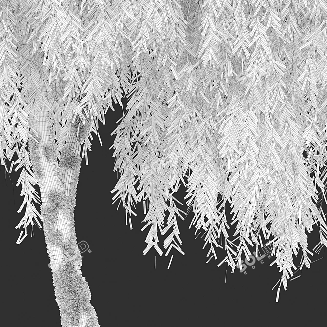 Willow Weeping Tree, Height 10m 3D model image 12