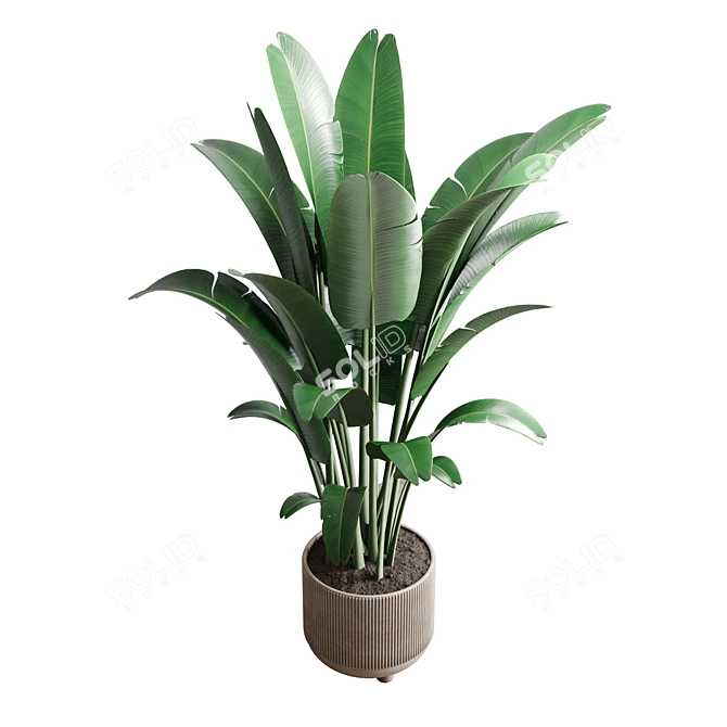 Concrete Pot Plant: Ravenala 3D model image 3