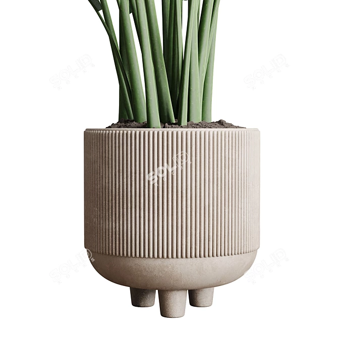 Concrete Pot Plant: Ravenala 3D model image 4