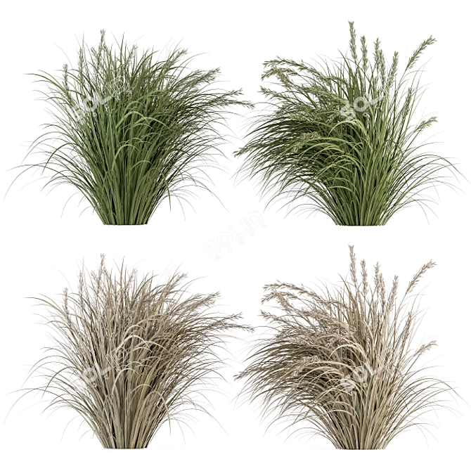 Pampas Bush Set: 42 Fresh & Dried 3D model image 1