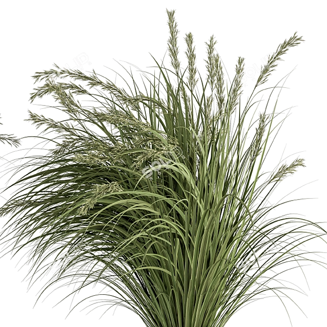 Pampas Bush Set: 42 Fresh & Dried 3D model image 2