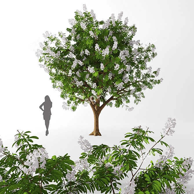 Tall Chestnut Tree (5m) 3D model image 1