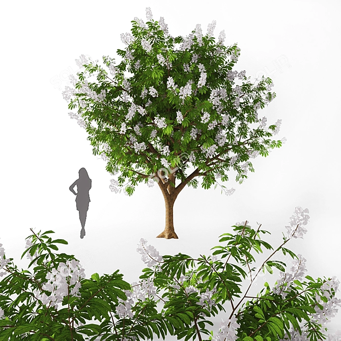 Tall Chestnut Tree (5m) 3D model image 3