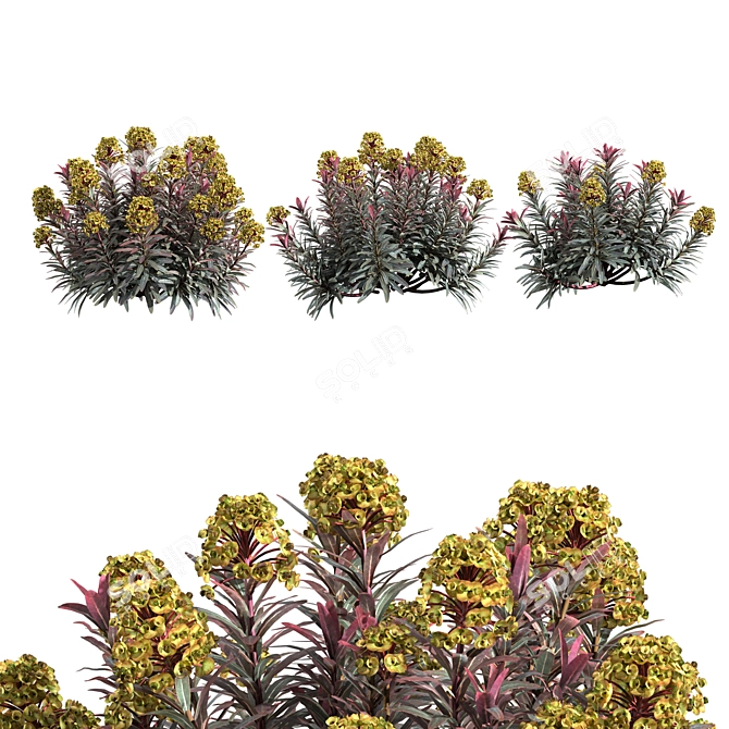 Sleek Euphorbia Blackbird Plant 3D model image 1