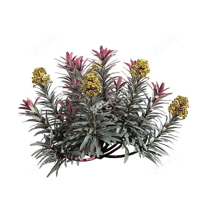 Sleek Euphorbia Blackbird Plant 3D model image 4