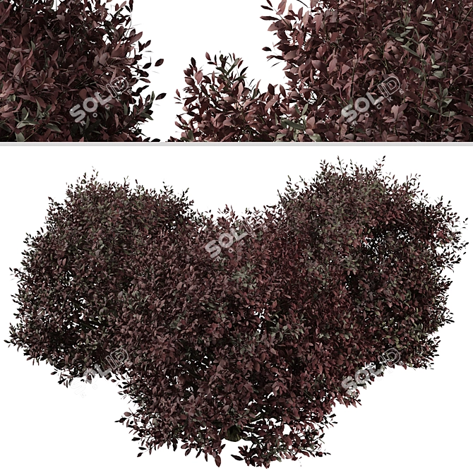 Pittosporum Purpureum Shrubs - Vibrant Kohuhu Trio! 3D model image 4