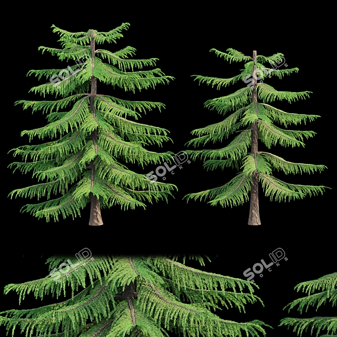 Natural Green Norfolk Island Pine 3D model image 1