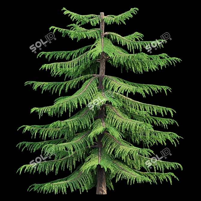 Natural Green Norfolk Island Pine 3D model image 2