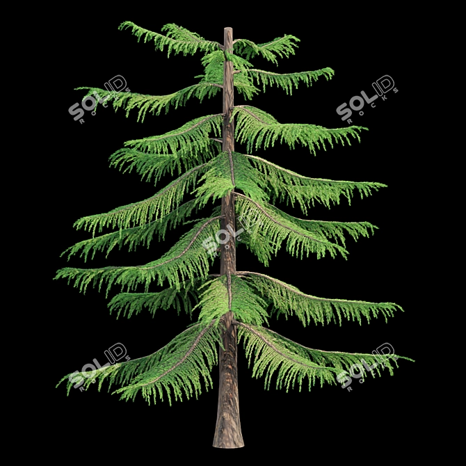Natural Green Norfolk Island Pine 3D model image 3