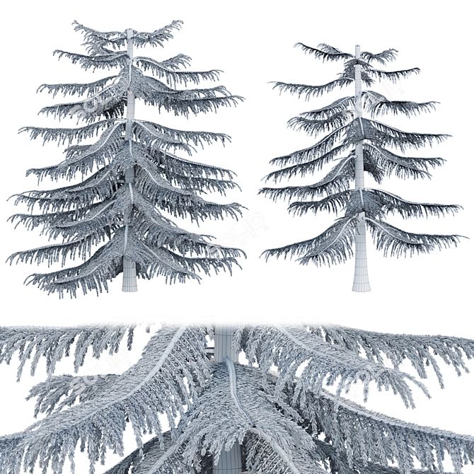 Natural Green Norfolk Island Pine 3D model image 4