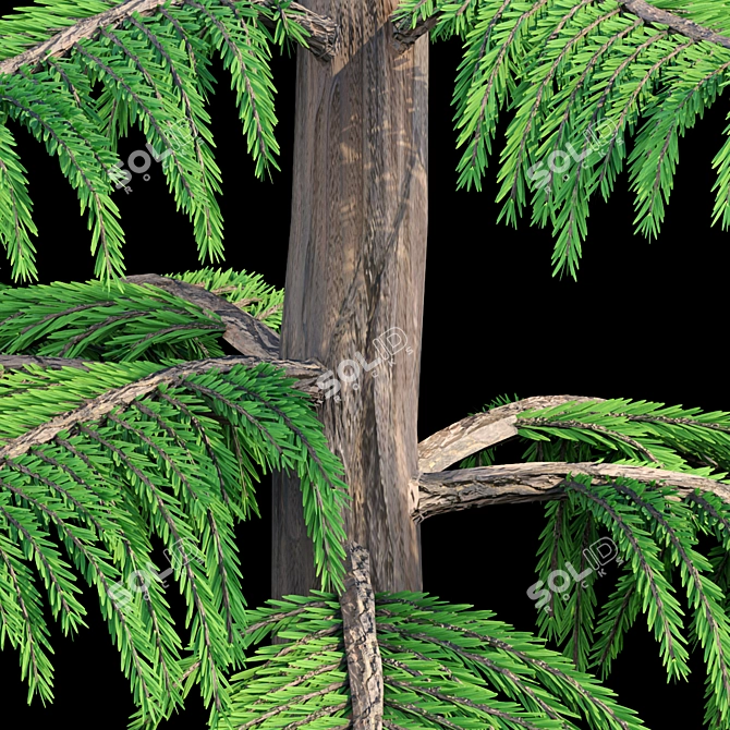 Natural Green Norfolk Island Pine 3D model image 6