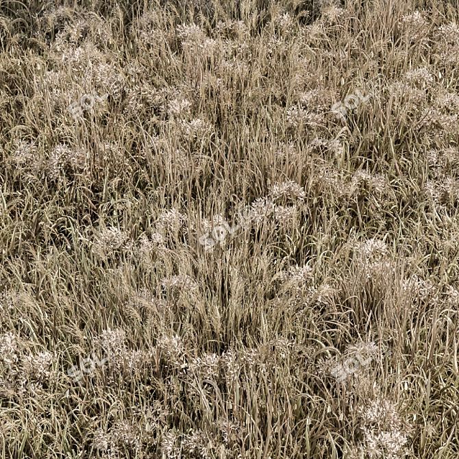 Natural Wheat Grass Dried & Scatter-ready 3D model image 2