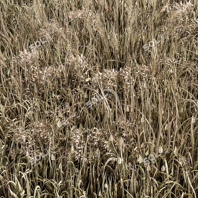 Natural Wheat Grass Dried & Scatter-ready 3D model image 3