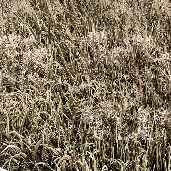 Natural Wheat Grass Dried & Scatter-ready 3D model image 4