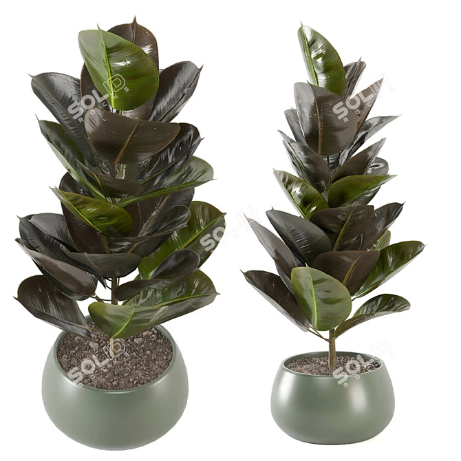 Enchanting Indoor Plants Collection 3D model image 1