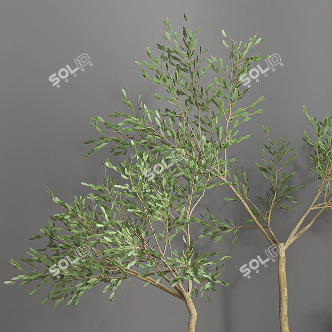 16-Piece Indoor Plant Set 3D model image 4