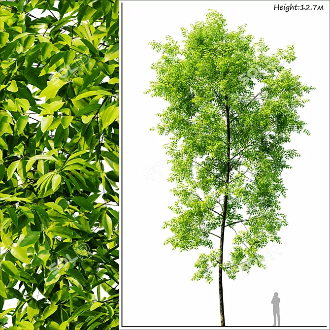 3D Tree Corona Render - High-Quality 3D Render for Architectural Visualizations 3D model image 1
