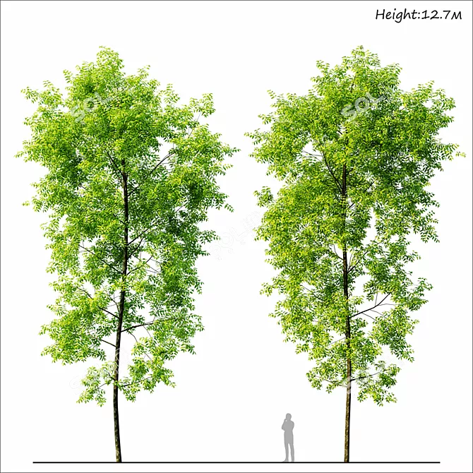 3D Tree Corona Render - High-Quality 3D Render for Architectural Visualizations 3D model image 2