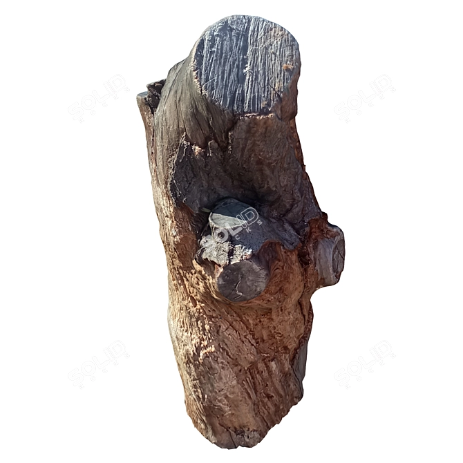 Natural Wood Tree Trunk Sculpture 3D model image 5