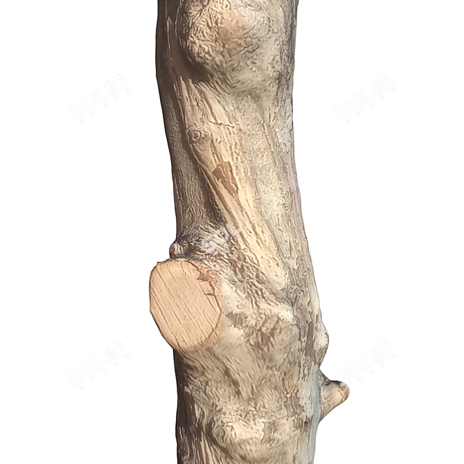 Natural Tree Trunk Decor 3D model image 5