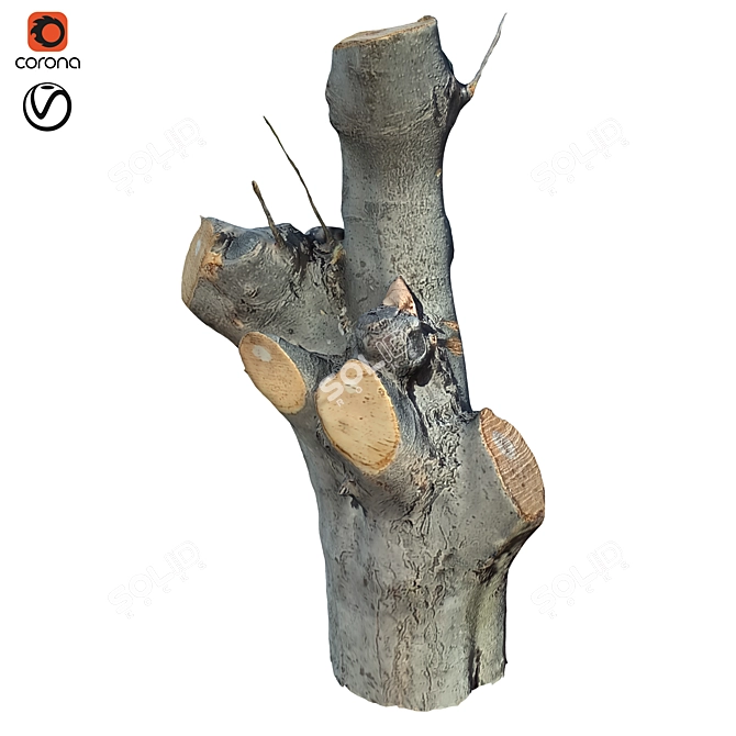 Natural Wood Tree Trunk 39 3D model image 1