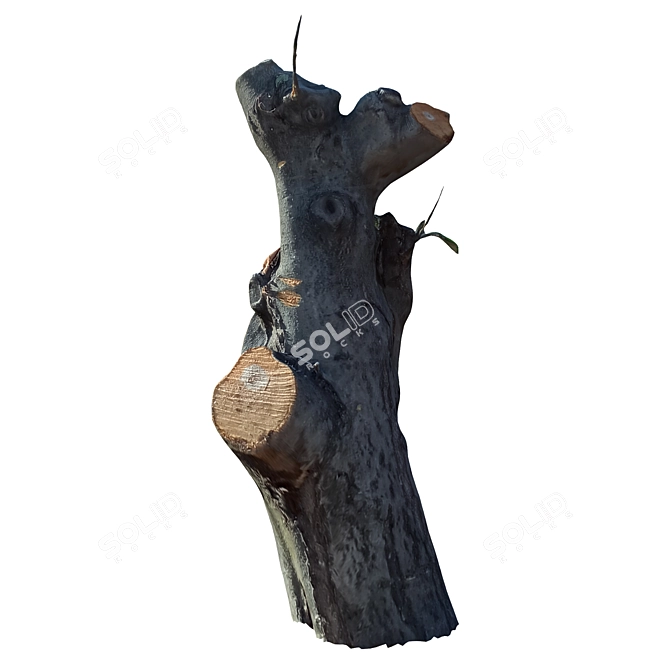 Natural Wood Tree Trunk 39 3D model image 2