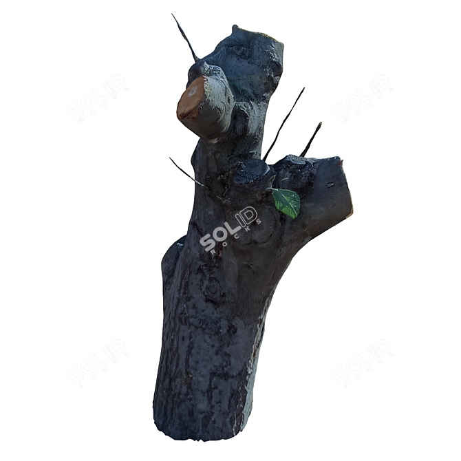 Natural Wood Tree Trunk 39 3D model image 3