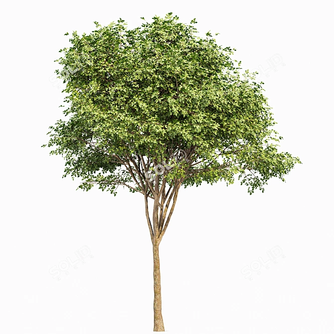 Elegant Gray Alder Tree: 3D Model 3D model image 5