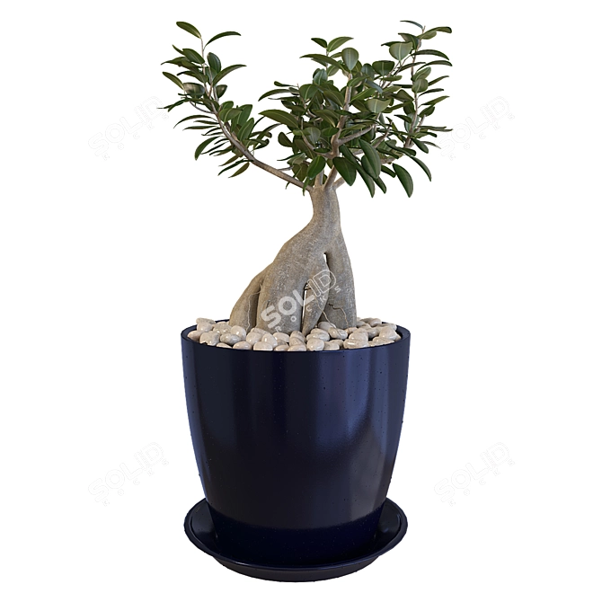 Miniature Ficus Tree 3D model image 1