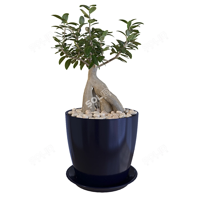 Miniature Ficus Tree 3D model image 2