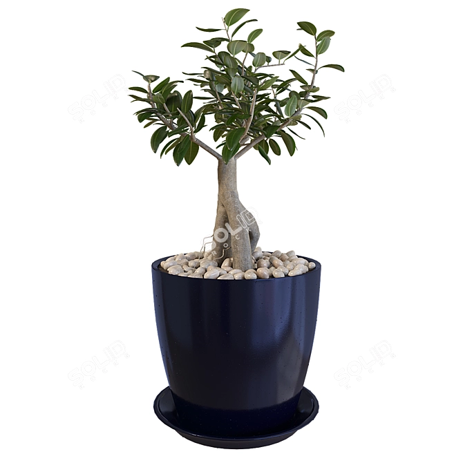 Miniature Ficus Tree 3D model image 3