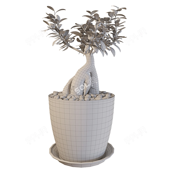 Miniature Ficus Tree 3D model image 4