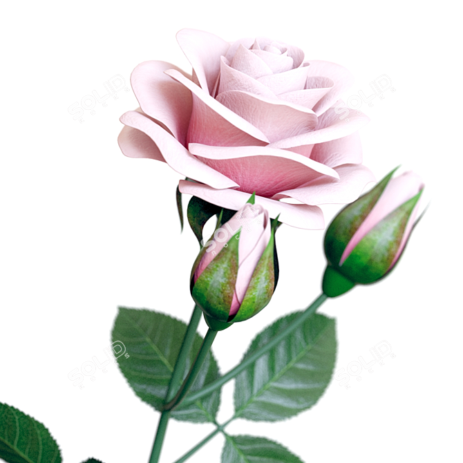 Elegant Bringham Vases with Rose 3D model image 3