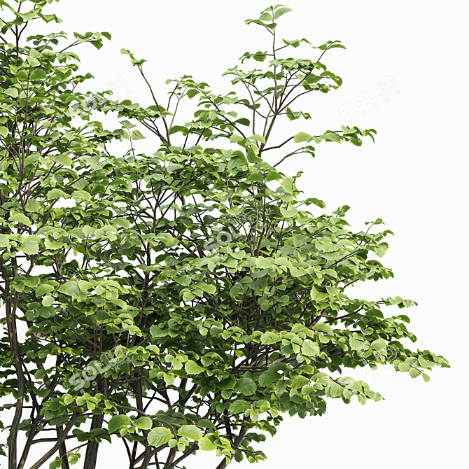 Beautiful Hazel Leaves: 3D Model with High-Quality Textures 3D model image 2