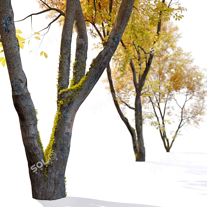 Autumn Beech: Majestic American Beauty 3D model image 4